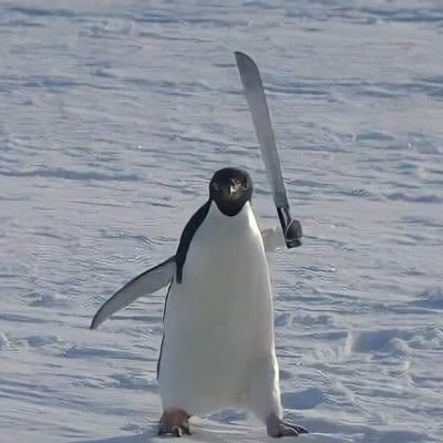 Simonne35096653's profile picture. 6b4t 
强大又幸运的自然女
只欢迎反跨激女媎妹