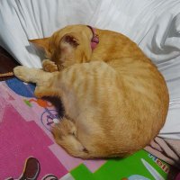 orange_cat__shop(@you__so__cute) 's Twitter Profile Photo