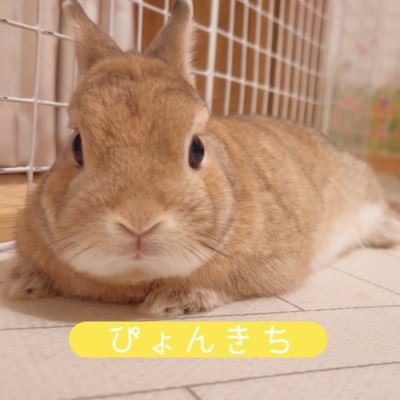 ネザーランドドワーフのぴょんきち♂（2018.9.8生まれ）。オジサン2人（アラフォー）とぴょんきちの地味な３人暮らししています。