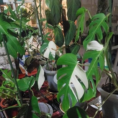 Kulo mung Sak dermo Titah ing Ngarcopodo,
ingkang kedah sumadyo ing Prentahing Gusti