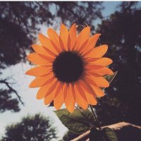 Hyndra (@x_hyndra) 's Twitter Profile