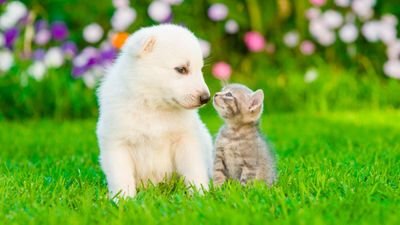 Creé esta página para publicar imágenes de perros y gatos que estén sin hogar para tratar de reubicarlos, soy de Mendoza