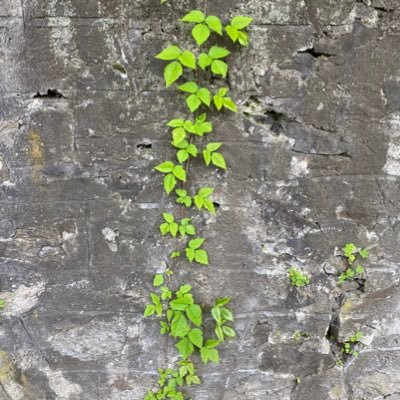 hvwriting's profile picture. teacher/writer