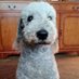 Helen Joy Oldknow (@oldknowjoy) Twitter profile photo Helen Joy Oldknow (@oldknowjoy) Twitter profile photo