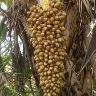 guatapariando's profile picture. 