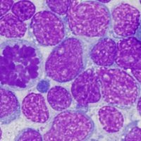 Heme Team | Alberti Lab (@heme_team) 's Twitter Profile