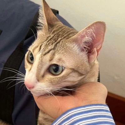 TXT1606's profile picture. Bsumone to Buildyourluve
🖤🐈‍⬛ Bible Wichapas Sumettikul @biblesumett
💙🐈 Build Jakapan Puttha @JakeB4rever
🐻🐬 PongTong
🐈🐥 JunSeongHo