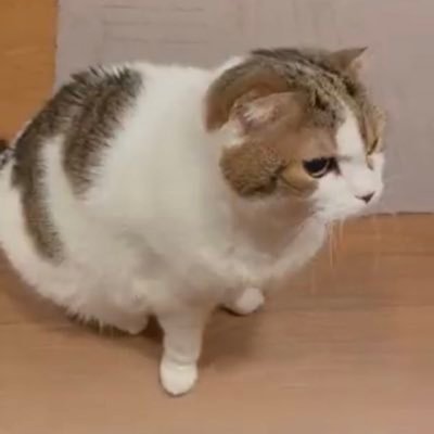 meowmode27's profile picture. i am the tuff cat. dm me to see if u are tuff or ruff