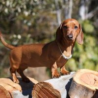 Dachshunds Today(@dachshundst) 's Twitter Profile Photo