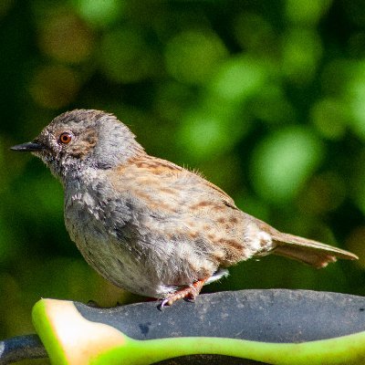 Mrscaryeyebrows's profile picture. stuck in a lot of the time due to chronic illness, so I take photographs, often through the window and listen to podcasts