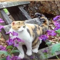 LA Blue Dot in GA 🌊💔(@namwella1961) 's Twitter Profile Photo LA Blue Dot in GA 🌊💔(@namwella1961) 's Twitter Profile Photo