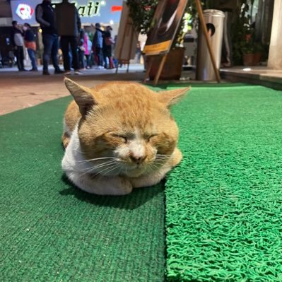 investorrahul's profile picture. 