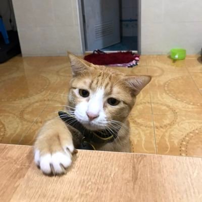 Baolivv's profile picture. 