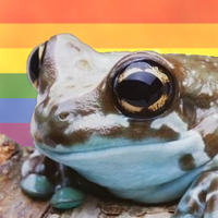 frog ★ (@frogbl0g) 's Twitter Profile