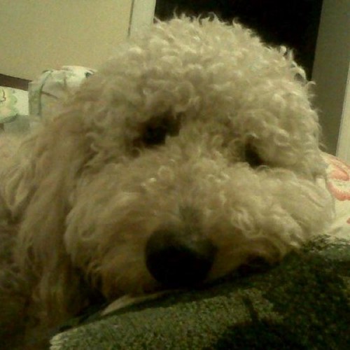 sarie_villes's profile picture. 