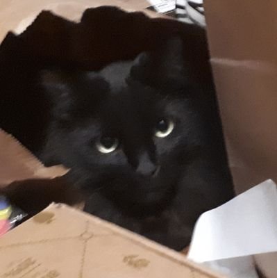 EclaTheDragon's profile picture. (She/her, asexual) A reader, writer, gamer, and among other things. I write mainly fantasy and slipstream fiction