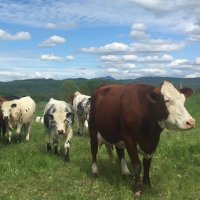 RootedinVermont (@rootedinvermont) 's Twitter Profile Photo RootedinVermont (@rootedinvermont) 's Twitter Profile Photo
