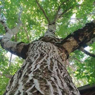 Elifimir11's profile picture. bilmek, anlamak, idrakine bu