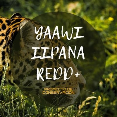 YAAWIIIPANAREDD's profile picture. Proyecto de Conservación YAAWI IIPANA REDD+ 🌳🌴
Instagram: https://t.co/pCQfLrAvPz…