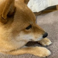 豆柴と氷河期 (@mamemsmeshiba) Twitter profile photo