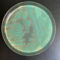 Guldimann Lab (@guldimann_lab) 's Twitter Profile Photo Guldimann Lab (@guldimann_lab) 's Twitter Profile Photo