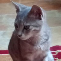 Topshall (@topshall1) 's Twitter Profile