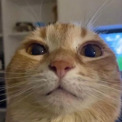 becoming a twitch streamer has became life long goal i love to play games and connect with people i like crypto and stock and food be bussin tho ngl💯😂