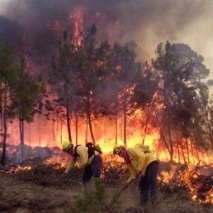 Evita los incendios forestales 🔥🔥Ayuda a conservar plantas que generan oxígeno. Contrarrestra la destrucción del hábitat de la fauna Silvestre.