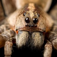 Fiber Spiders (@theteam_ortiz) 's Twitter Profile Photo