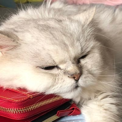 i82396706's profile picture. 東京在住、SES8年生です。猫依存症。
仕事以外はハンドメイドが好き。（ドール服作成、編み物など）