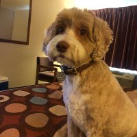 Ronald Wilson (@earldacoug) 's Twitter Profile