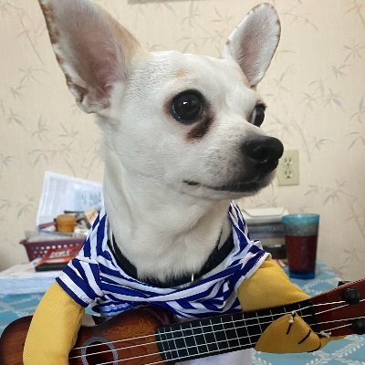 Hi, I’m a Chihuahua that plays guitar… I just want dog treats and to buy my owner a Lamborghini! This is not professional investment advice.. Everything is IMO