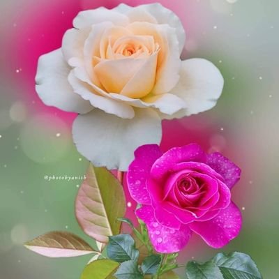 JishanK74104691's profile picture. KHAN  302