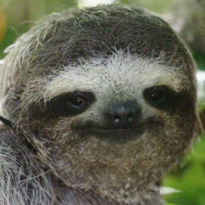 SoaringSloth Profile Picture