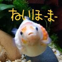 gugu (@gugu55hk) 's Twitter Profile Photo gugu (@gugu55hk) 's Twitter Profile Photo