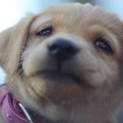 catzpanz's profile picture. I'm a dog. Are you a dog?