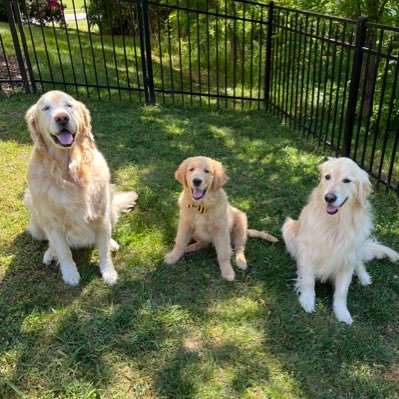 karensherman's profile picture. Doggie mama, wife, small business owner