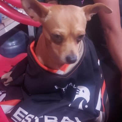 06Kamboy's profile picture. #PPEALV Sobreviviendo hasta que acabe One Piece Y Estral sea campeón