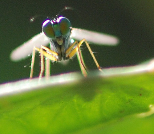 karfrica's profile picture. 