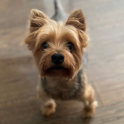 Just a wee 10-year-old Yorkie from Philadelphia, PA spending my days napping, snacking, & yelling at the post officer 🐶