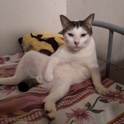 wishing to be a cat in my next life
