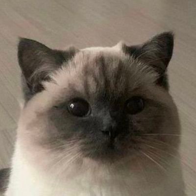 Just a friendly Cat Meow Meow living on my own. idont want togamble
Trade up link: https://t.co/STwHUTKmZ6