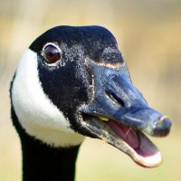 GooseRF (@goose_rf) 's Twitter Profile
