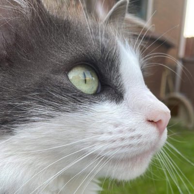 lanajay's profile picture. Mother, daughter, crazy cat lady, stitcher, book lover, all-around weirdo! she/her - NOT @lanajay_art