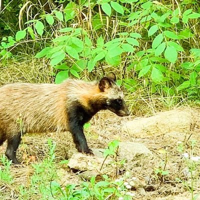 yamico13's profile picture. 日本住み