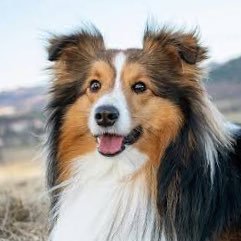 XDCとXLMとHBARとQNTが世界を制す。🤞XDC XLM HBAR QNT シェルティが好きです。🐕🦺
