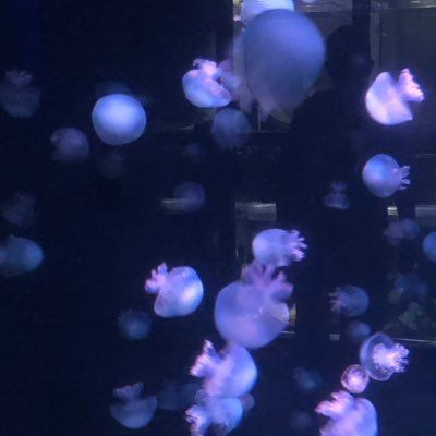 yayyy155's profile picture. 