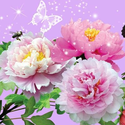 _ismailu's profile picture. Bug bounty Hunter
https://t.co/Z3jM436GFO
butterfly