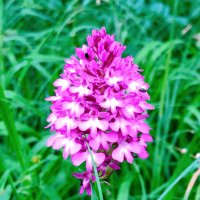 Freeman Dominic (@freemandominic4) 's Twitter Profile