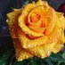 Ram Sanjay (@ramsanj00485885) Twitter profile photo Ram Sanjay (@ramsanj00485885) Twitter profile photo